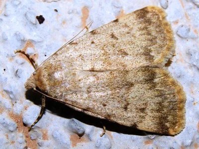 Autophila (Autophila) dilucida