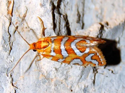 Aneuxanthis locupletana