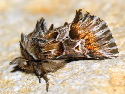 Amephana (Trigonephra) aurita
