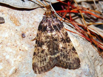 Aglossa brabanti