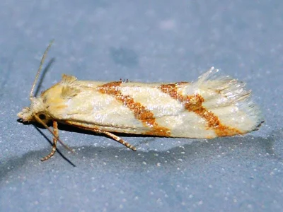 Aethes francillana