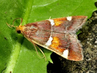 Pyralis regalis