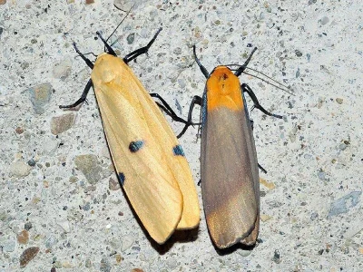 Lithosia quadra