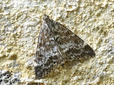 Evergestis sophialis
