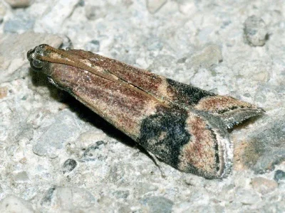 Euzophera bigella