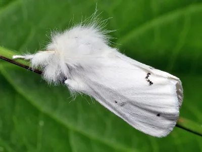 Euproctis (Euproctis) chrysorrhoea