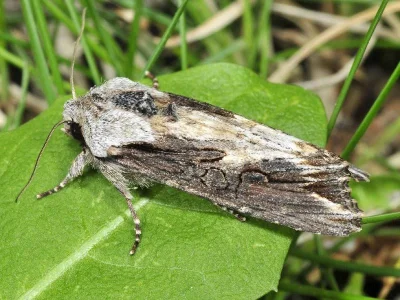 Egira conspicillaris