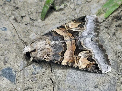 Drasteria cailino