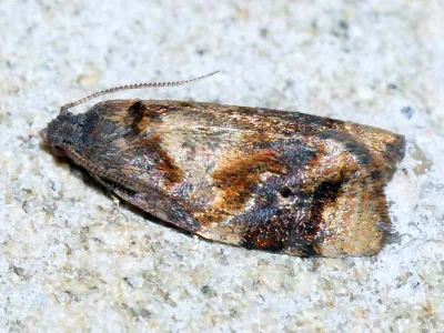 Ditula angustiorana