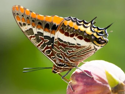 Charaxes (Charaxes) jasius