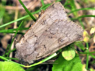 Agrotis (Agrotis) cinerea