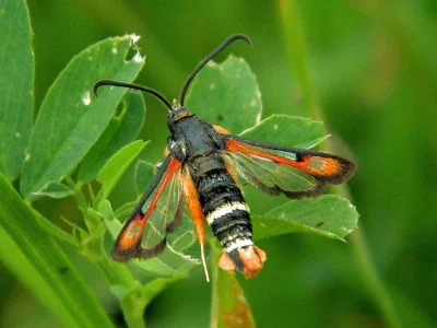 Pyropteron (Pyropteron) chrysidiformis