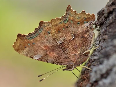 Polygonia c-album
