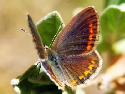 Polyommatus (Agrodiaetus) thersites