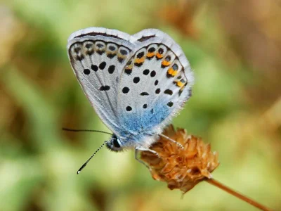 Plebejus (Plebejus) argus