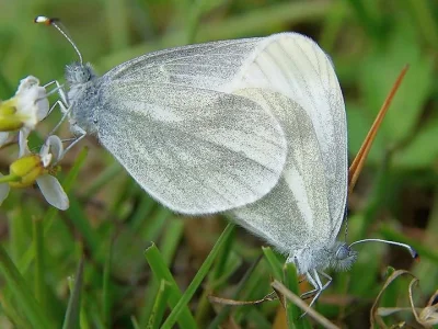 Leptidea sinapis