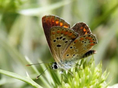 Aricia (Aricia) montensis