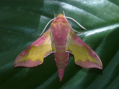Deilephila porcellus