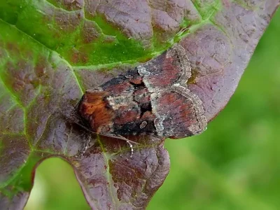 Litoligia literosa
