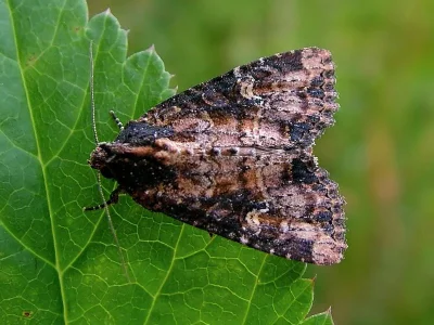Apamea (Apamea) scolopacina