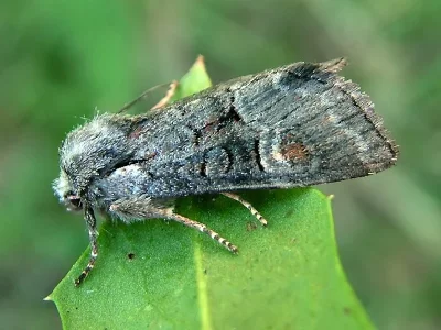 Brachylomia viminalis