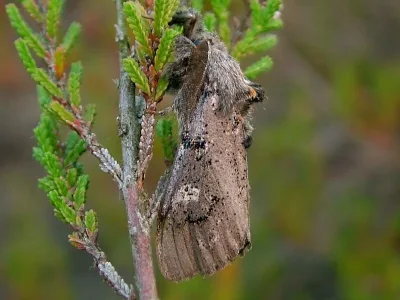 Gynaephora (Dicallomera) fascelina