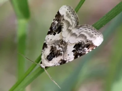 Pseudeustrotia candidula
