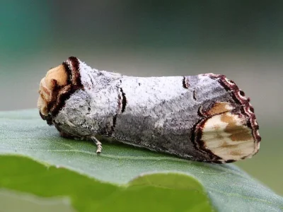Phalera bucephala