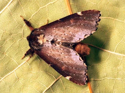 Odontosia carmelita