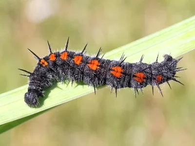 Nymphalis (N.) antiopa