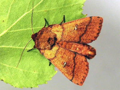 Mythimna (Mythimna) turca
