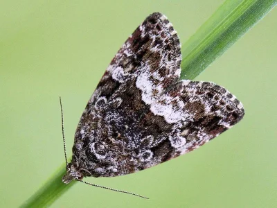 Deltote pygarga
