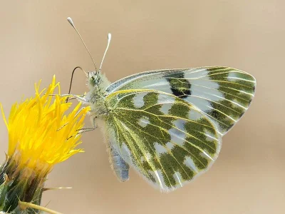 Pontia edusa