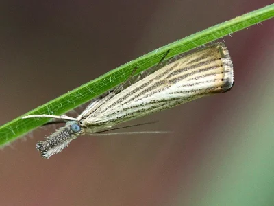 Agriphila straminella