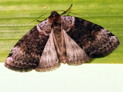 Tetheella fluctuosa