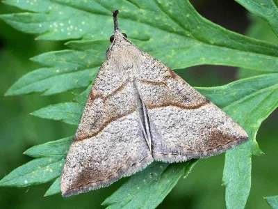 Hypena (Hypena) proboscidalis