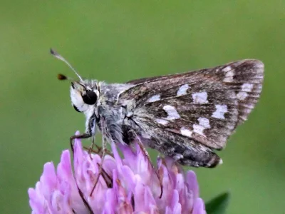 Hesperia comma