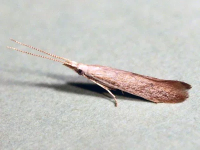 Coleophora hemerobiella