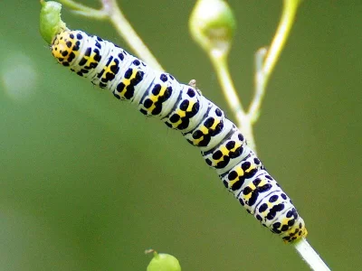 Cucullia scrophulariae