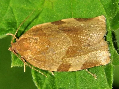 Choristoneura hebenstreitella