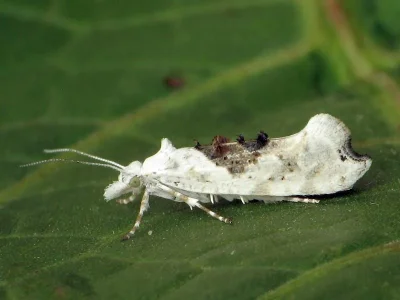 Ypsolopha asperella