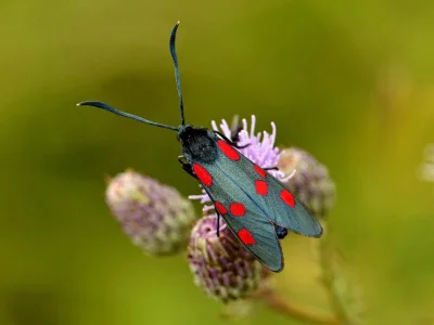 Zygaena (Zygaena) angelicae