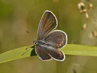 Plebejus (Lycaeides) argyrognomon
