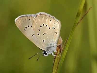 Phengaris teleius