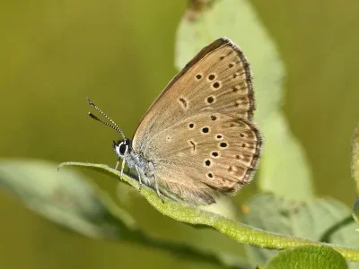 Phengaris alcon