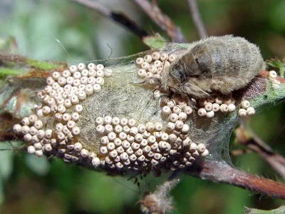Orgyia (Orgyia) antiqua