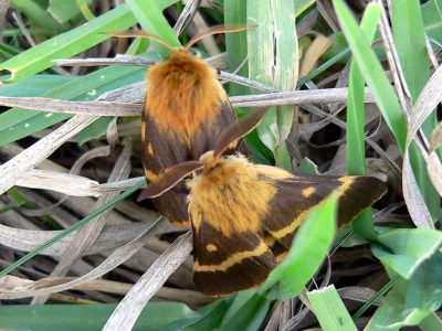 Lemonia dumi