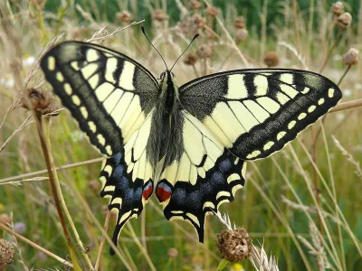 Papilio (Papilio) machaon