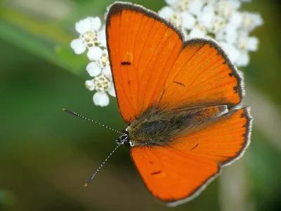 Lycaena (Thersamolycaena) dispar