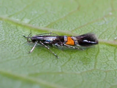 Cosmopterix orichalcea